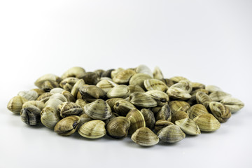 Chamelea gallina, know as the venus clams, is a edible species