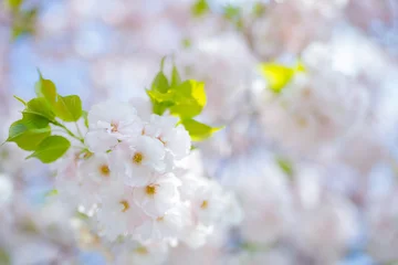 Papier Peint photo autocollant Fleur de cerisier 白妙 （シロタエサクラ）