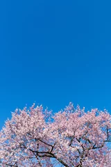 Crédence de cuisine en verre imprimé Fleur de cerisier 満開のさくらと青空 （ソメイヨシノ）