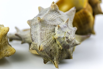 Market Bolinus brandaris, an edible marine gastropod mollusk.