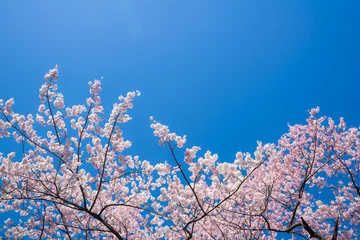 Photo sur Plexiglas Fleur de cerisier 満開のさくらと青空 （ソメイヨシノ）
