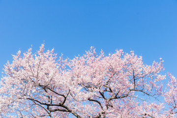 Sakura et ciel bleu en pleine floraison (cerisier Yoshino)