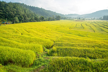 Fototapeta na wymiar Rice fields ,landscape terraced agriculture