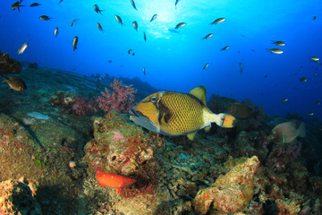 Naklejka na ściany i meble Coral reef and tropical fish in ocean
