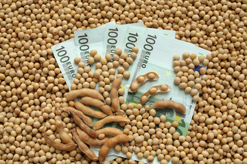 Fototapeta premium Agricultural concept, soybean and Euro money