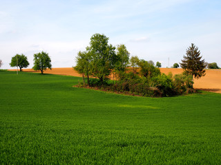 Baumgrundstück