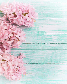 Background with fresh flowers hyacinths