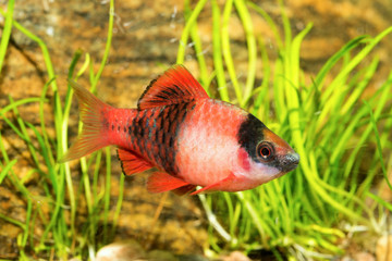 Aquarium barb fish