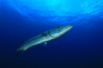 Fototapeta na wymiar Great Barracuda fish