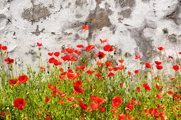 Wild poppies