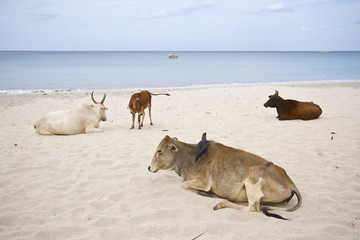 Cattle laying down in Uppuveli beach, Sri Lanka