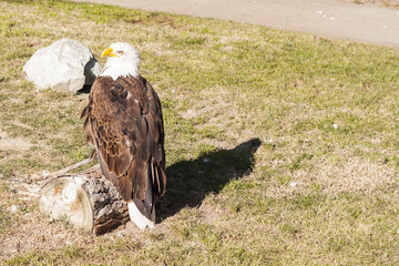  bald eagle