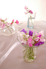 Sweet peas flower