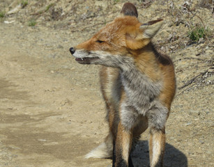 Fox smiles and shows fangs