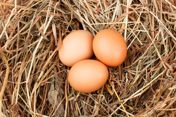 brown eggs at hay nest in chicken farm