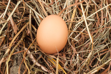 brown eggs at hay nest in chicken farm
