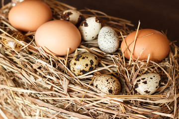 Set chicken and quail eggs on dry grass