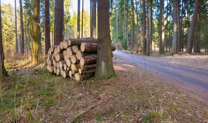 Footpath in spring forest