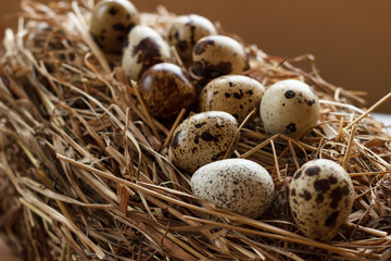 Obraz premium The picture quail eggs