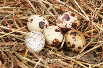 Naklejka na ściany i meble The picture quail eggs