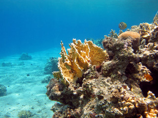 Naklejka na ściany i meble coral reef with fire coral in tropical sea, underwater