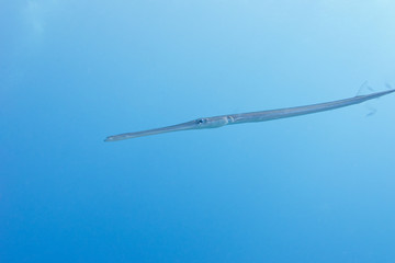 single Cornetfish in tropical sea on a background of blue water
