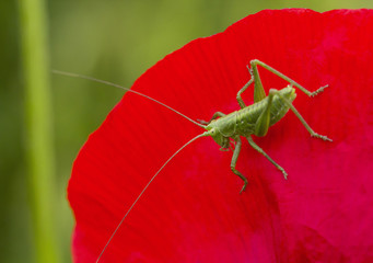 Sauterelle sur un coquelicot