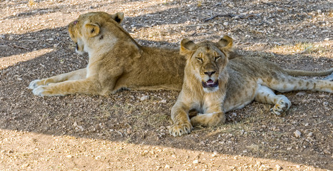 Lionesses in the shade