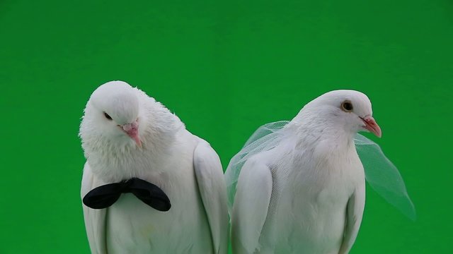 wedding pigeons on green screen