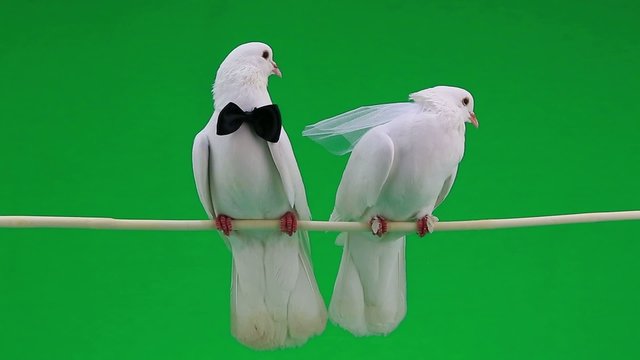 wedding pigeons on green screen