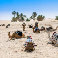 Papier Peint photo Chameau Camels in the desert oasis