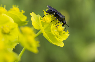 Insecte noir sur une fleur