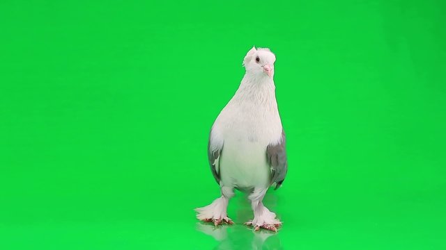pigeon on  green screen