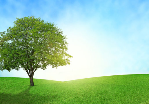 Green field, blue sky and tree lighting flare on grass.