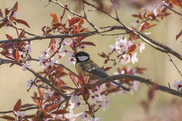 Spring awakening