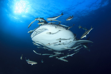 Fototapeta premium Whale Shark and remora fish