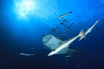 Whale Shark feeding with mouth open
