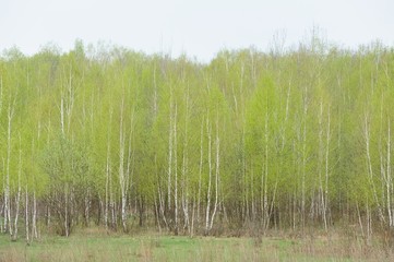 Fototapeta na wymiar Young birch forest in rainy day