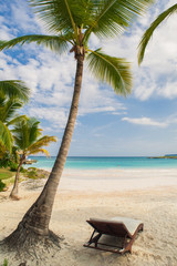 Palm and tropical beach in Tropical Paradise. Summertime holiday