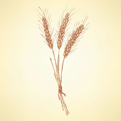 Obraz premium Sketch wheat bran in vintage style