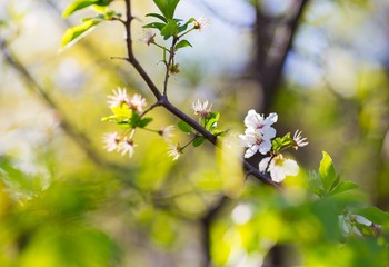 Cherry blossoms