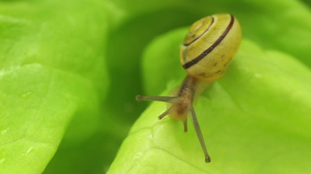 snail crawling on lettuce