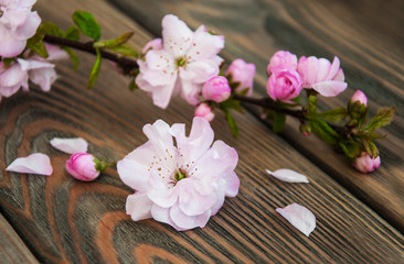 Fototapeta na wymiar Sakura blossom