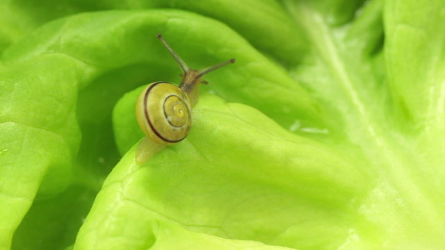 snail fast crawling on lettuce