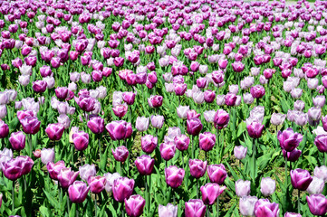 Tulpen in Rosa und Violett