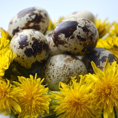  Перепелиные яйца