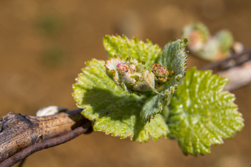 printemps de la vigne