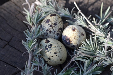 Obraz premium Перепелиные яйца