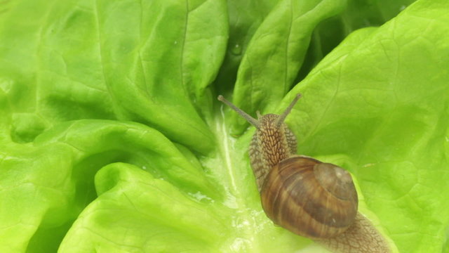 snail crawling on lettuce