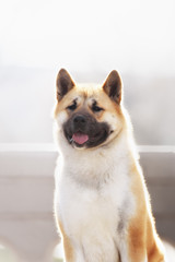 american akita dog standing outdoors